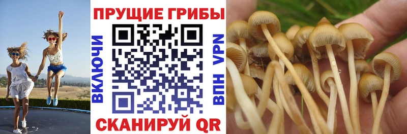 Псилоцибиновые грибы GOLDEN TEACHER Купить закладки Кашира